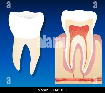 Illustration vectorielle montrant une dent saine complète avec une coupe transversale Illustration de Vecteur