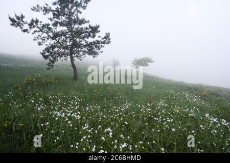 Vue sereine sur les pins et les fleurs d'anémones blanches dans l'espace de copie de brouillard Banque D'Images