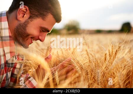 Fermier souriant tenant et sentant un tas d'oreilles de blé mûr cultivé entre les mains. Agronome examinant la récolte de céréales avant de la récolter au lever du soleil Banque D'Images