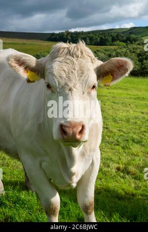 Vache Charolais en campagne en milieu d'été Banque D'Images