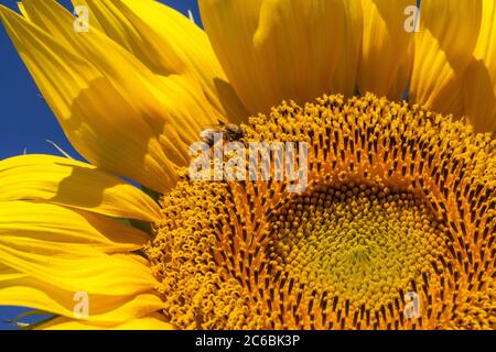 Gros plan d'une abeille sur un tournesol géant jaune avec un ciel bleu vif. Banque D'Images