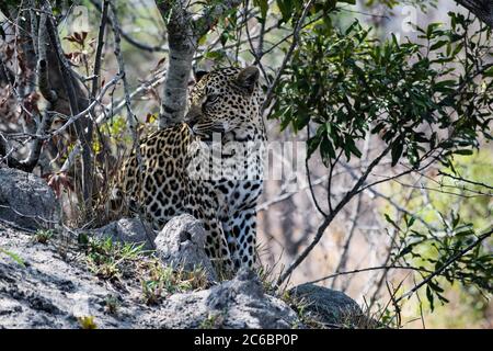 Un léopard dans le Bush africain. Banque D'Images