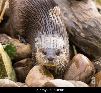 Vue de face d'une loutre asiatique à courte ou à petite mâchoire (Aonyx cinereus) isolée à l'extérieur du parc animalier britannique, humide après la baignade. Banque D'Images