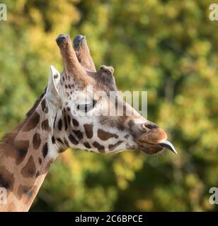 Vue latérale gros plan d'un animal girafe drôle (Giraffa camelopardalis) qui dépasse la langue, isolé en plein air au parc animalier de Cotswold, au Royaume-Uni. Humoristique. Banque D'Images