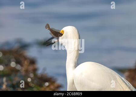 L'aigretta thola, une aigrette enneigée, tient une proie dans ses chênes, La Réserve naturelle de l'État de point Lobos, Carmel, Californie, États-Unis Banque D'Images