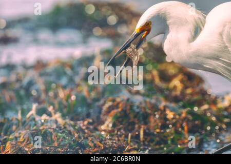 L'aigretta thola, une aigrette enneigée, tient une proie dans ses chênes, La Réserve naturelle de l'État de point Lobos, Carmel, Californie, États-Unis Banque D'Images