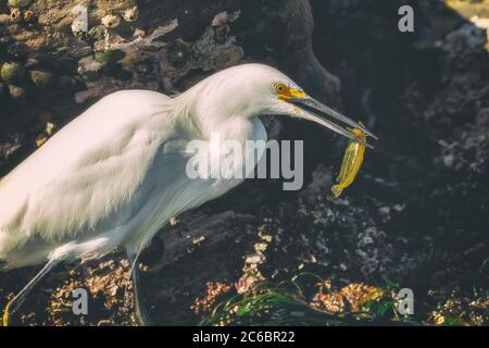 L'aigretta thola, une aigrette enneigée, tient une proie dans ses chênes, La Réserve naturelle de l'État de point Lobos, Carmel, Californie, États-Unis Banque D'Images