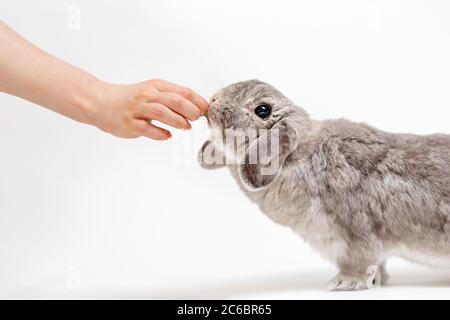Une femme nourrit un lapin gris à l'ombre. Arrière-plan blanc, vue latérale. Main et animal gros plan. La fin de l'alimentation et du traitement des animaux. Banque D'Images