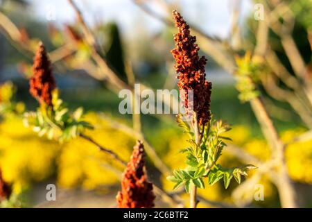 Arbre aux fleurs bordeaux en forme de bougie. Banque D'Images