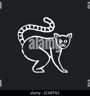 Icône blanche de la craie au citron à queue circulaire sur fond noir. Adorable animal exotique, faune tropicale de la forêt tropicale. Habitant de Madagascar. Un joli lémurien Illustration de Vecteur