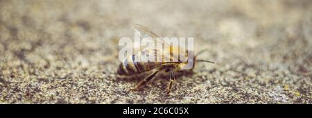 abeille sur une route de pierre, macro photo Banque D'Images