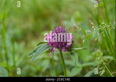 Trefolium alpestre à tête de hibou ou trèfle violet-globe Banque D'Images