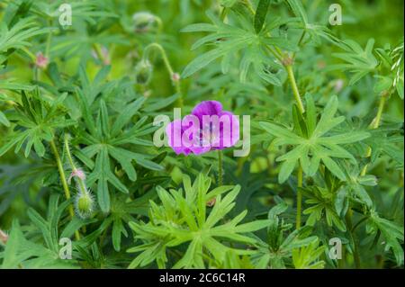 Géranium sanguineum Bloody grue-fleur de bec Banque D'Images