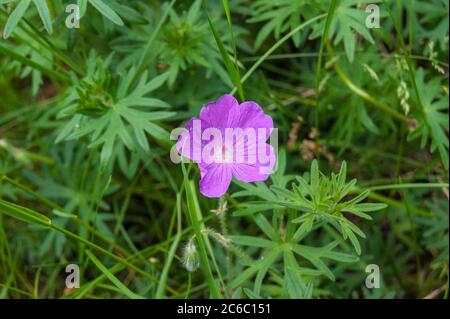 Géranium sanguineum Bloody grue-fleur de bec Banque D'Images