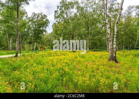 Gleispark FRINTp, ancien dépôt de fret, qui a été transformé en parc paysager après sa fermeture, Essen, NRW, Allemagne Banque D'Images