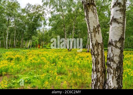 Gleispark FRINTp, ancien dépôt de fret, qui a été transformé en parc paysager après sa fermeture, Essen, NRW, Allemagne Banque D'Images