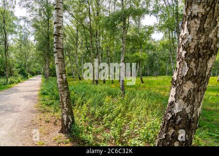 Gleispark FRINTp, ancien dépôt de fret, qui a été transformé en parc paysager après sa fermeture, Essen, NRW, Allemagne Banque D'Images