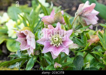 helleborus orientalis en rose macro Banque D'Images