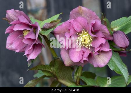 helleborus orientalis en violet en macro Banque D'Images