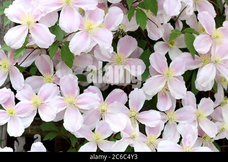 clematis montana Rubens en rose macro Banque D'Images
