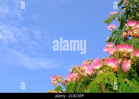 Fleurs roses en fleur sur une plante verte sur fond ciel bleu ensoleillé Banque D'Images