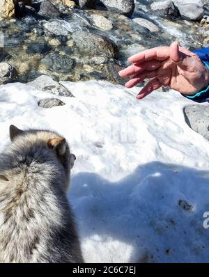 Femme rencontre Dave, un des loups lors d'une visite guidée des loups dans la forêt avec le Northern Lights Wolf Centre, un centre de sauvetage et d'éducation des loups à Golden, en Colombie-Britannique. La visite guidée avec des loups dans la forêt comprend une « rencontre » où le loup se tient sur le dos d'un visiteur et se léche souvent le cou. Ce sont des loups qui ont été socialisés aux gens dès leur naissance. Banque D'Images