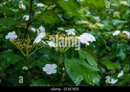 fleurs de viburnum opulus rose-guelder Banque D'Images