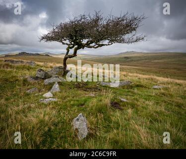 Arbre Hawthorn sur Dartmoor Banque D'Images