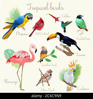 Oiseaux tropicaux exotiques aux couleurs vives et isolés. Illustration de Vecteur