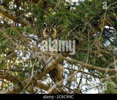 Hibou moyen-duc Banque D'Images