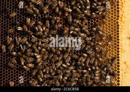 Gros plan sur l'abeille dorée sur la ruche à peigne doré Banque D'Images