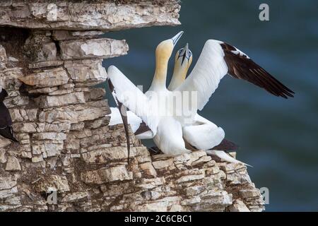 Des Gannets du Nord nichant sur l'échelle NAB, partie des falaises de Bempton, près de Flamborough Head, East Yorkshire, Royaume-Uni Banque D'Images