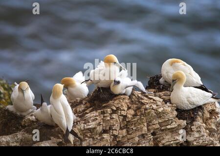 Des Gannets du Nord avec poussins nichant sur l'échelle NAB partie de Bempton Cliffs, près de Flamborough Head, East Yorkshire, Royaume-Uni Banque D'Images