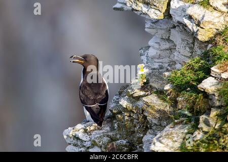 Razorbill se trouve sur une corniche de pierre à craie près de Bempton Cliffs, près de Flamborough Head, East Yorkshire, Royaume-Uni Banque D'Images