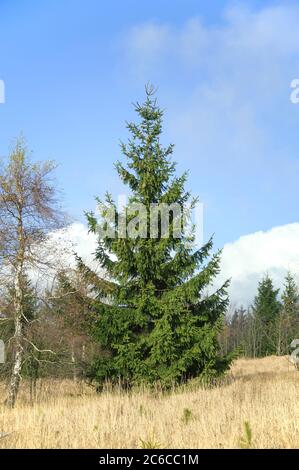 Georgenfelder Hochmoor, Rot-Fichte , Picea abies, tourbière George Fields, PIN rouge, Pinus sylvestris Banque D'Images