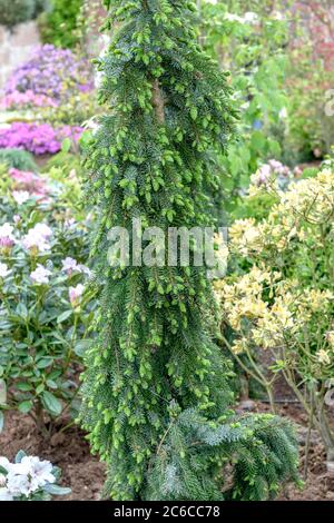 Serbische Fichte, Picea omorika pendula bruns, épinette serbe, Picea omorika pendula bruns Banque D'Images