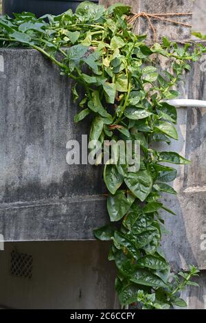 Plante végétale indienne, Basella, Malabar Spinach, vigne soutenue sur le mur Banque D'Images