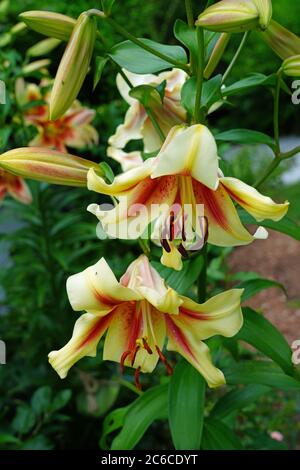 Fleur de nénuphars bicolore orange et jaune Banque D'Images