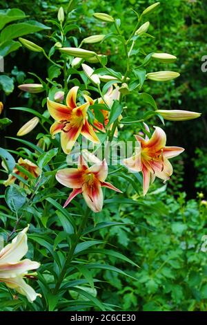 Fleur de nénuphars bicolore orange et jaune Banque D'Images