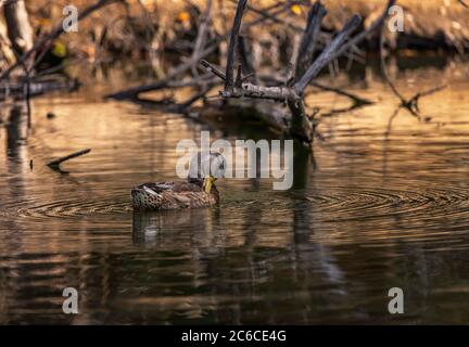 Une femelle Mallard (Aras platyrhynchos) nage dans un étang de Franklin Canyon, Beverly Hills, CA. Banque D'Images