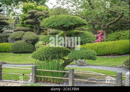 Jardin japonais, Scheinbuche , Nothofagus antarctique, jardin japonais, hêtre apparent, Nothofagus antarctique Banque D'Images