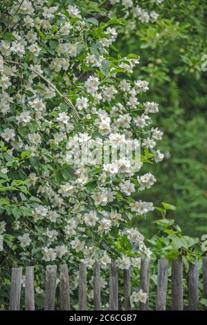 Falscher Jasmin, Philadelphus coronarius, Mock orange, Philadelphus coronarius Banque D'Images