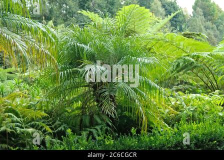 Jardin tropical de Monte, Zwergdattelpalme , Phoenix roebelenii, Schuppen-Baumfarn, Cyathea cooperi, jardin tropical de Monte, Zwergdattelpalme, Phoenix roe Banque D'Images