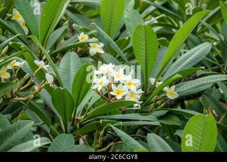 Westindische Frangipani, Plumeria alba, Plumeria alba, Plumeria alba Banque D'Images