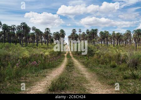 Belle vue sur un chemin dans le champ avec des palmiers en arrière-plan, par une journée ensoleillée avec des nuages Banque D'Images