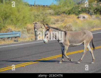 Roaming gratuit Wild Burro's au parc régional de Lake Pleasant. Sonoran Desert, Arizona, États-Unis Banque D'Images
