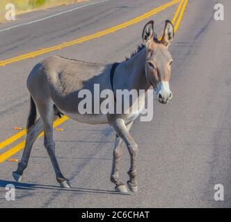 Roaming gratuit Wild Burro's au parc régional de Lake Pleasant. Sonoran Desert, Arizona, États-Unis Banque D'Images