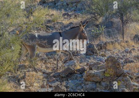 Roaming gratuit Wild Burro's au parc régional de Lake Pleasant. Sonoran Desert, Arizona, États-Unis Banque D'Images