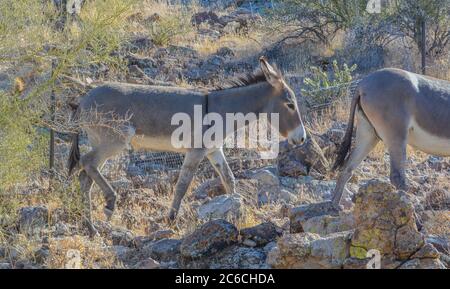 Roaming gratuit Wild Burro's au parc régional de Lake Pleasant. Sonoran Desert, Arizona, États-Unis Banque D'Images