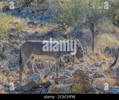 Roaming gratuit Wild Burro's au parc régional de Lake Pleasant. Sonoran Desert, Arizona, États-Unis Banque D'Images